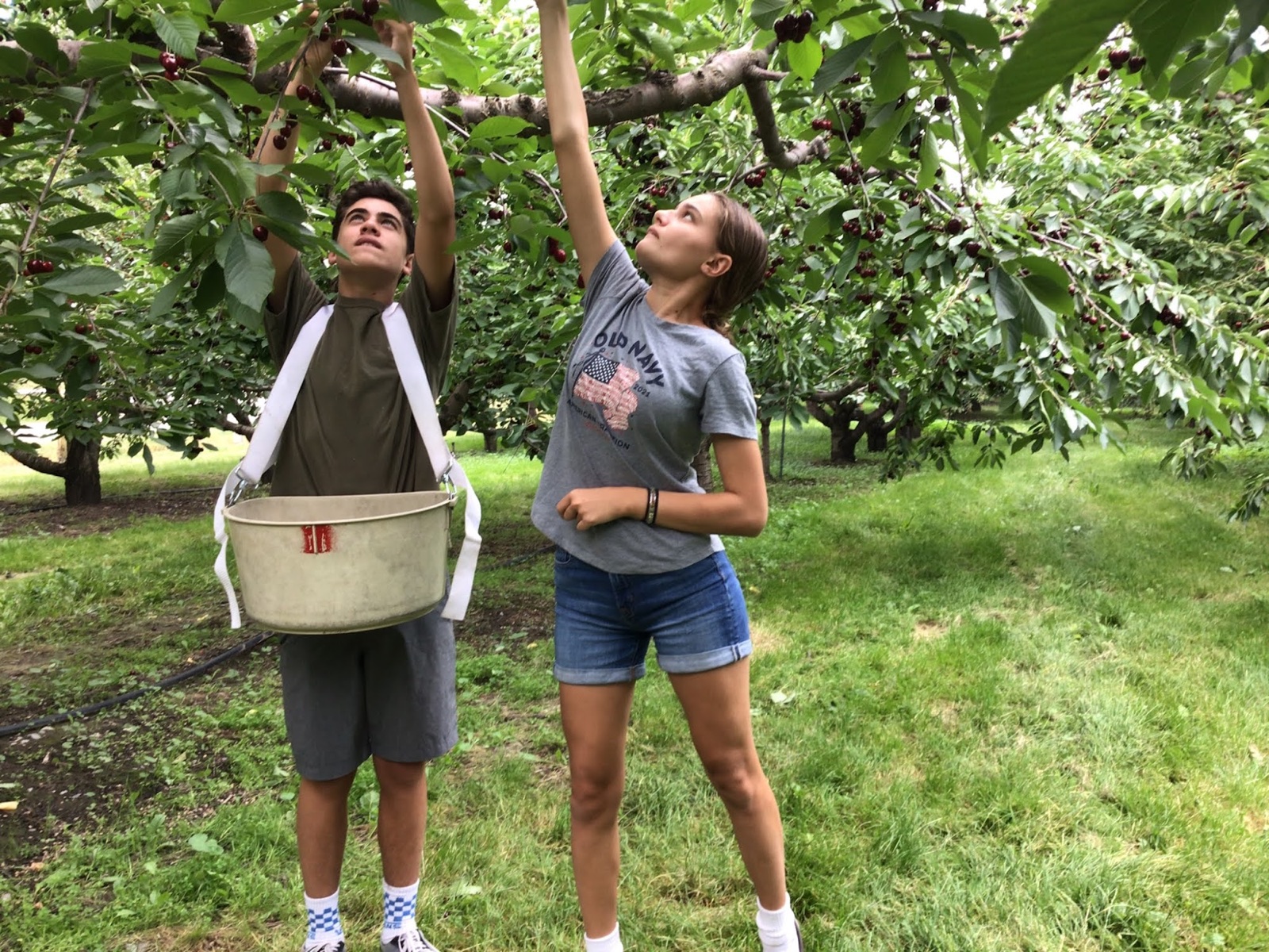 Visitors picking cherries from the trees at Bigfork Orchards