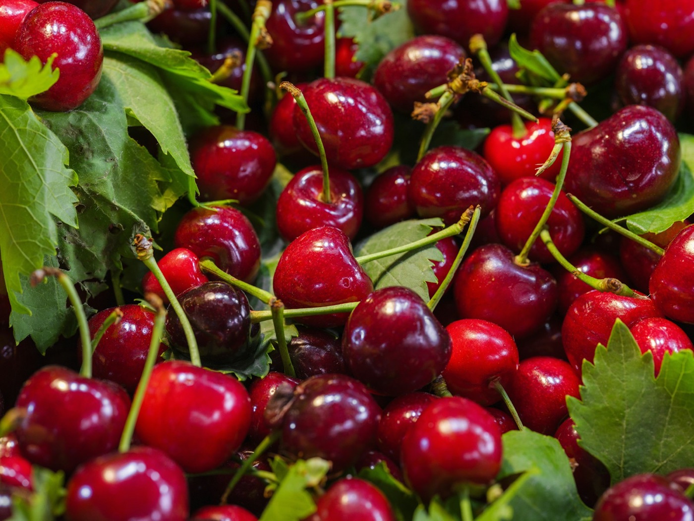 Freshly picked cherries with stems and leaves