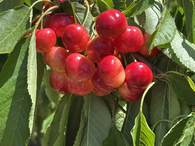 A sunlit cluster of ripe Rainier cherries on the tree